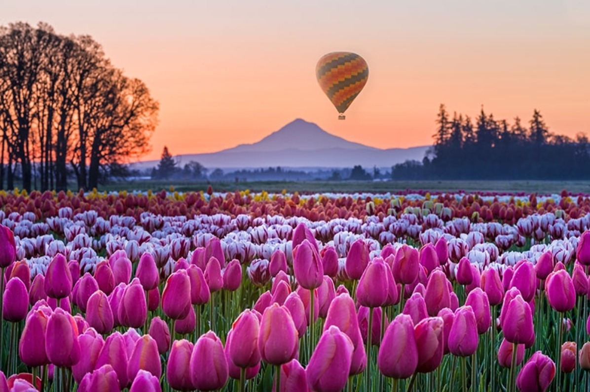 Portland Tulip Festival 2025