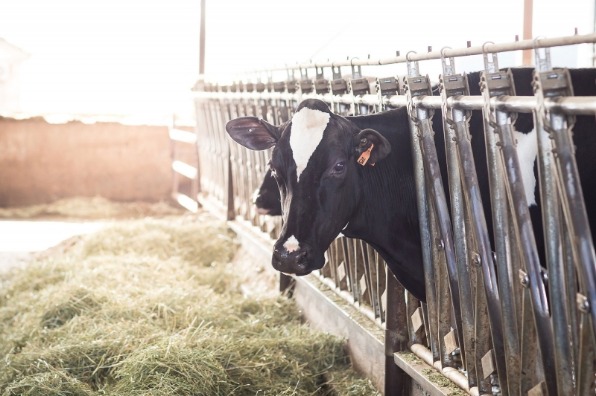 Cow at TMK Creamery