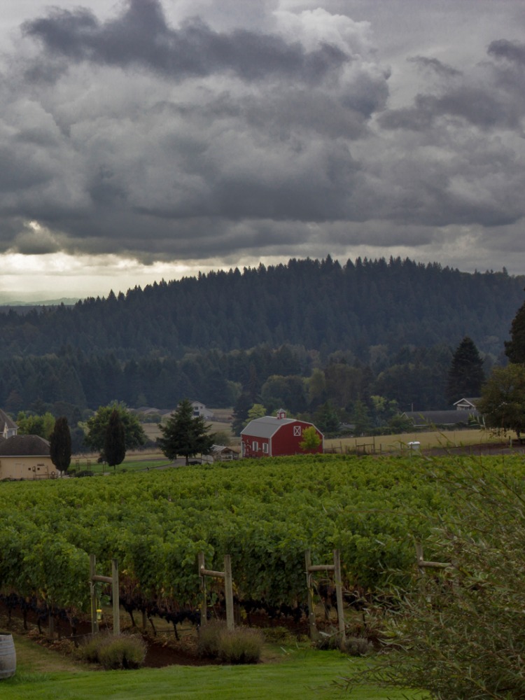 Terra Vina Wines, rain clouds over vineyard
