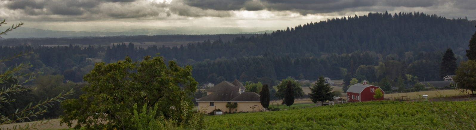 Terra Vina Wines, rain clouds over vineyard
