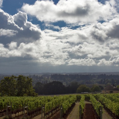 Terra Vina Wines vineyard and cloudy sky