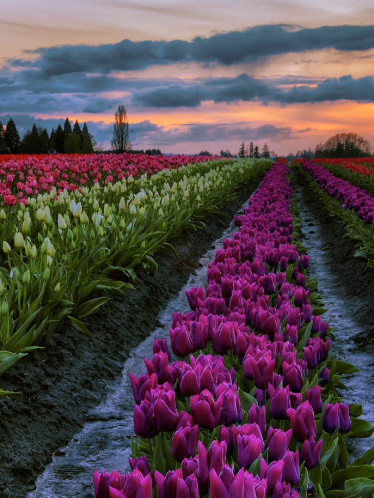 Wooden Shoe Tulip Festival
