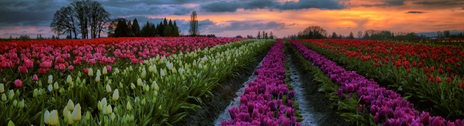Wooden Shoe Tulip Festival