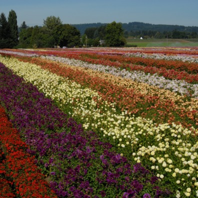 Swan Island Dahlias