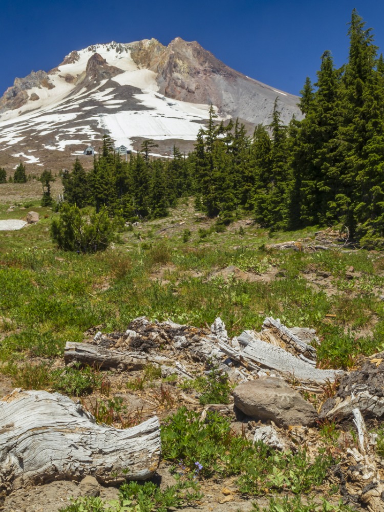 Mt Hood from Trails at Timberline