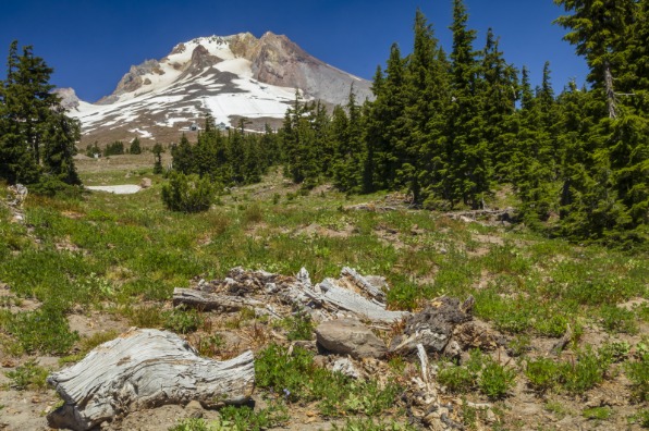 Mt Hood from Trails at Timberline
