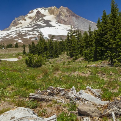 Mt Hood from Trails at Timberline