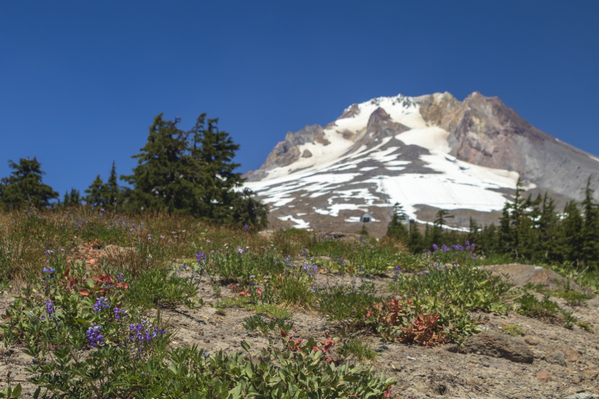 Mt Hood and wildflowers
