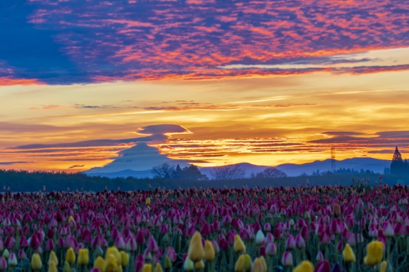 Spectacular Sunrise Over Tulip Field