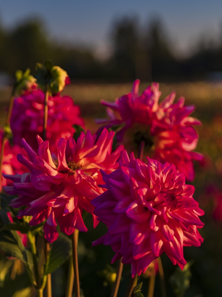 Close-up of Magenta Dahlias