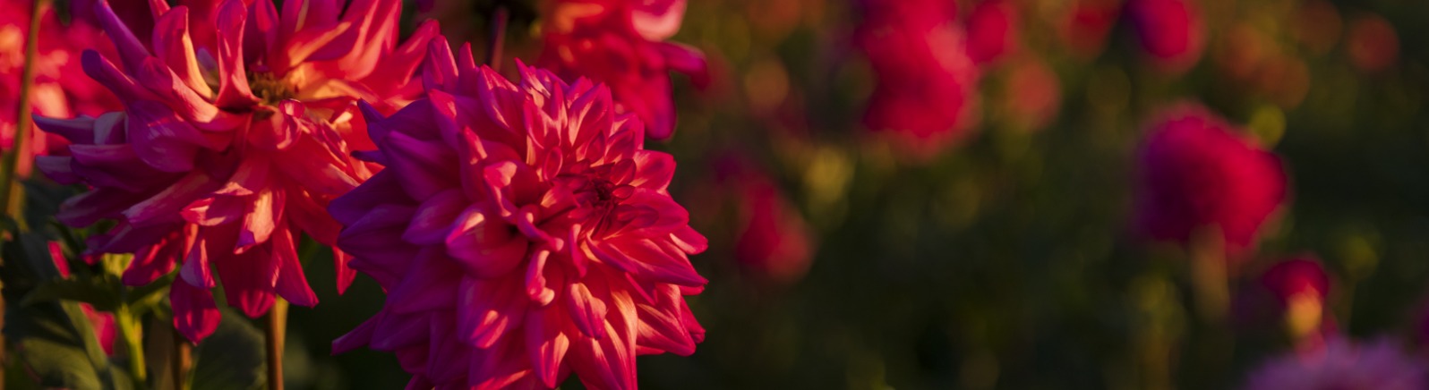 Close-up of Magenta Dahlias