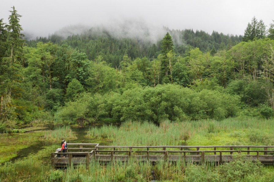 Wetland Boardwalk
