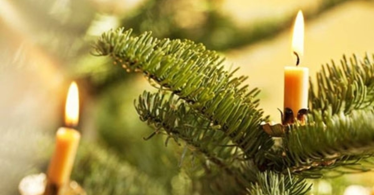 Christmas Tree Permits Oregon's Mt. Hood Territory