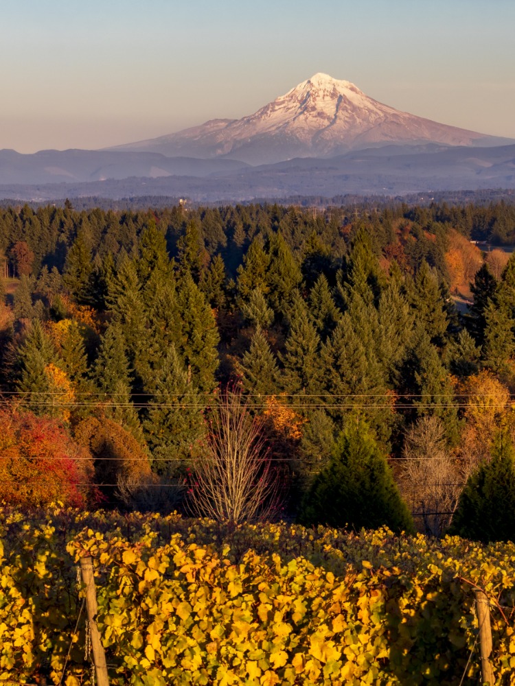 Grape vines and Mt. Hood in fall