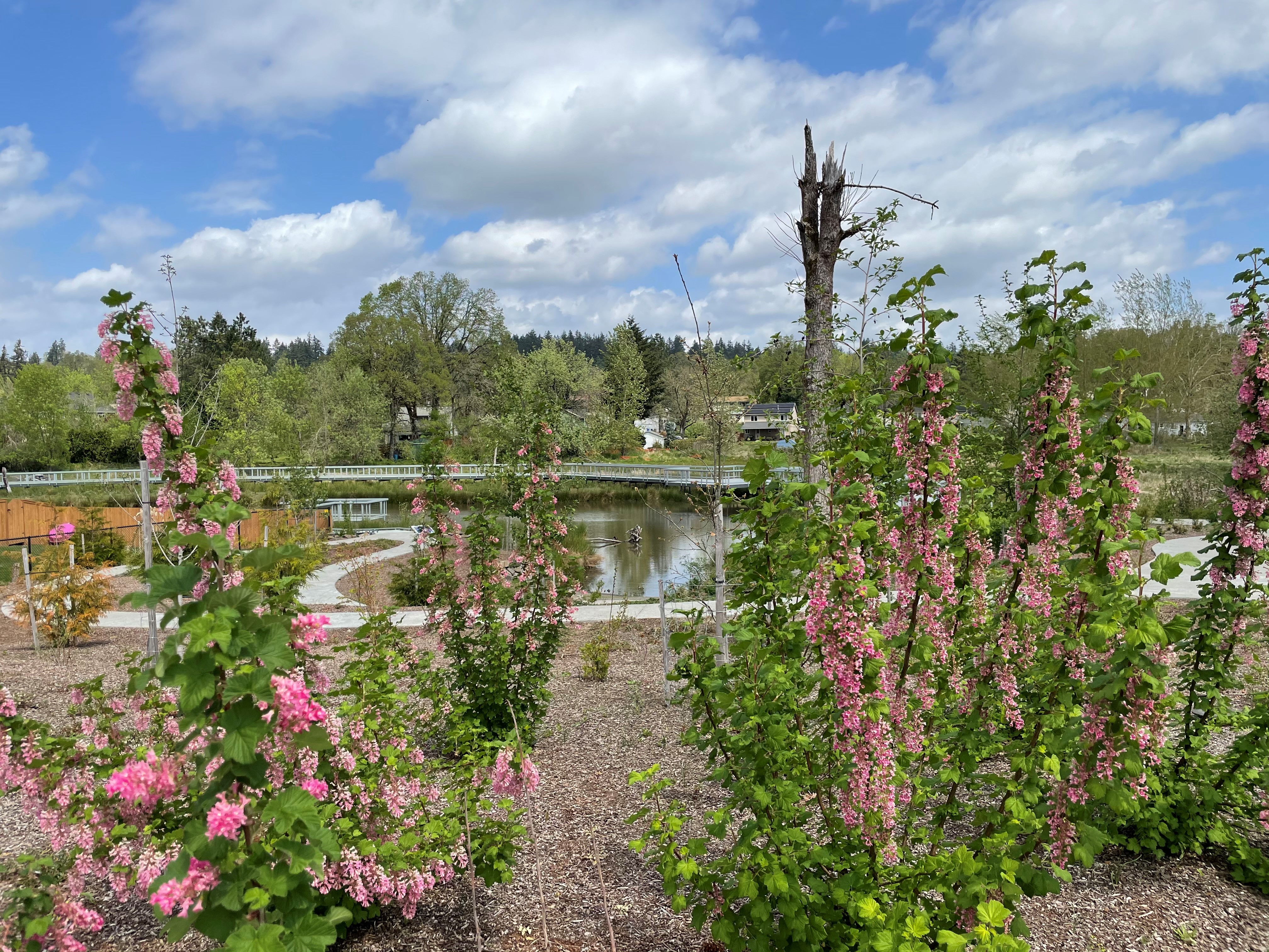 a view of wetlands and paved trails through tall stalks of pink flowers