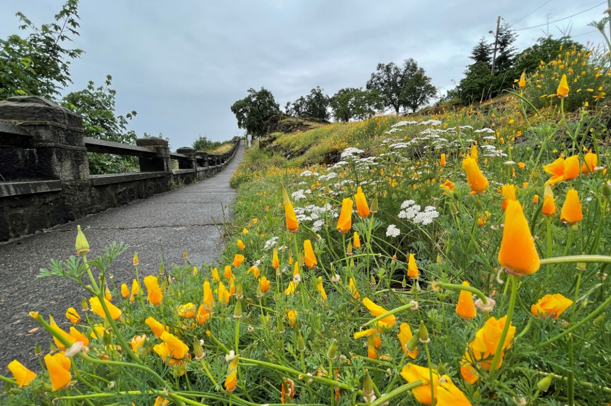orange poppies in the foreground to the right of a cliffside paves trail