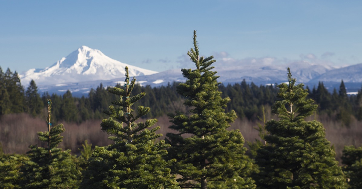 Christmas tree permits