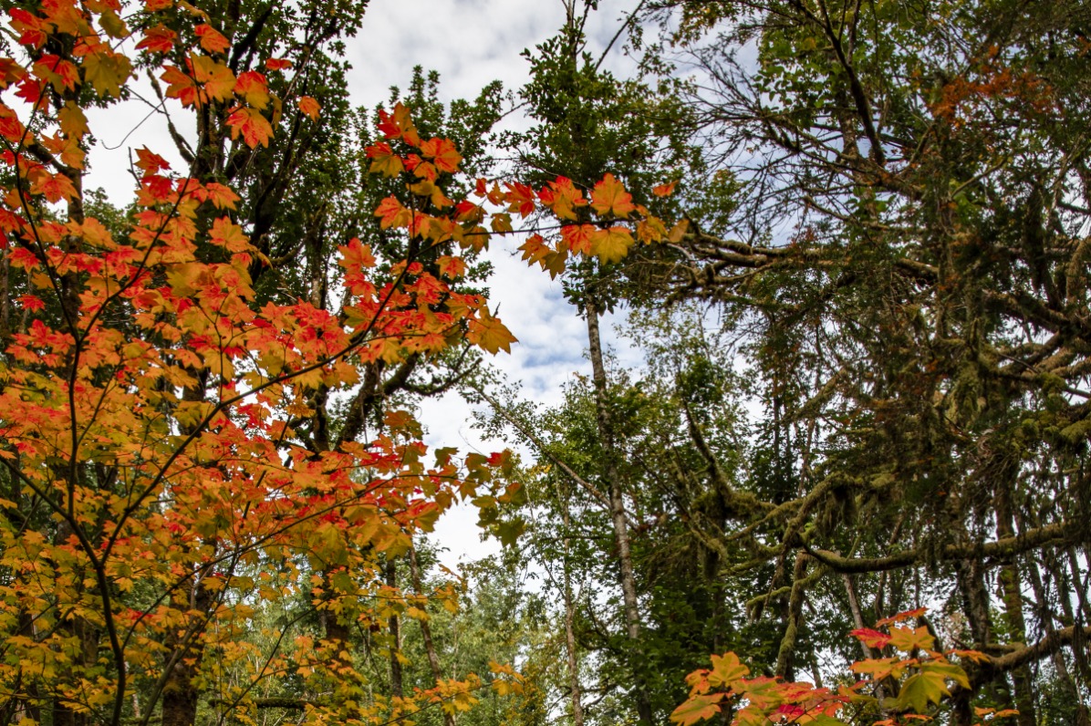 Fall trees in Canemah Bluff Park in Oregon City