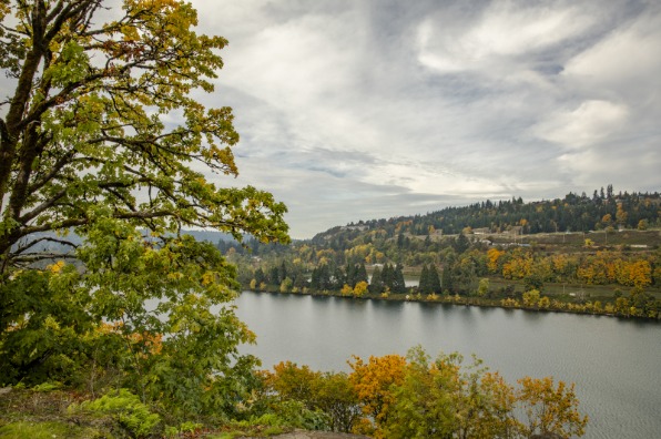 Oak tree with fall color overlooking the Willamette River in Oregon City, Oregon