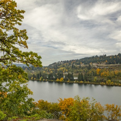 Oak tree with fall color overlooking the Willamette River in Oregon City, Oregon