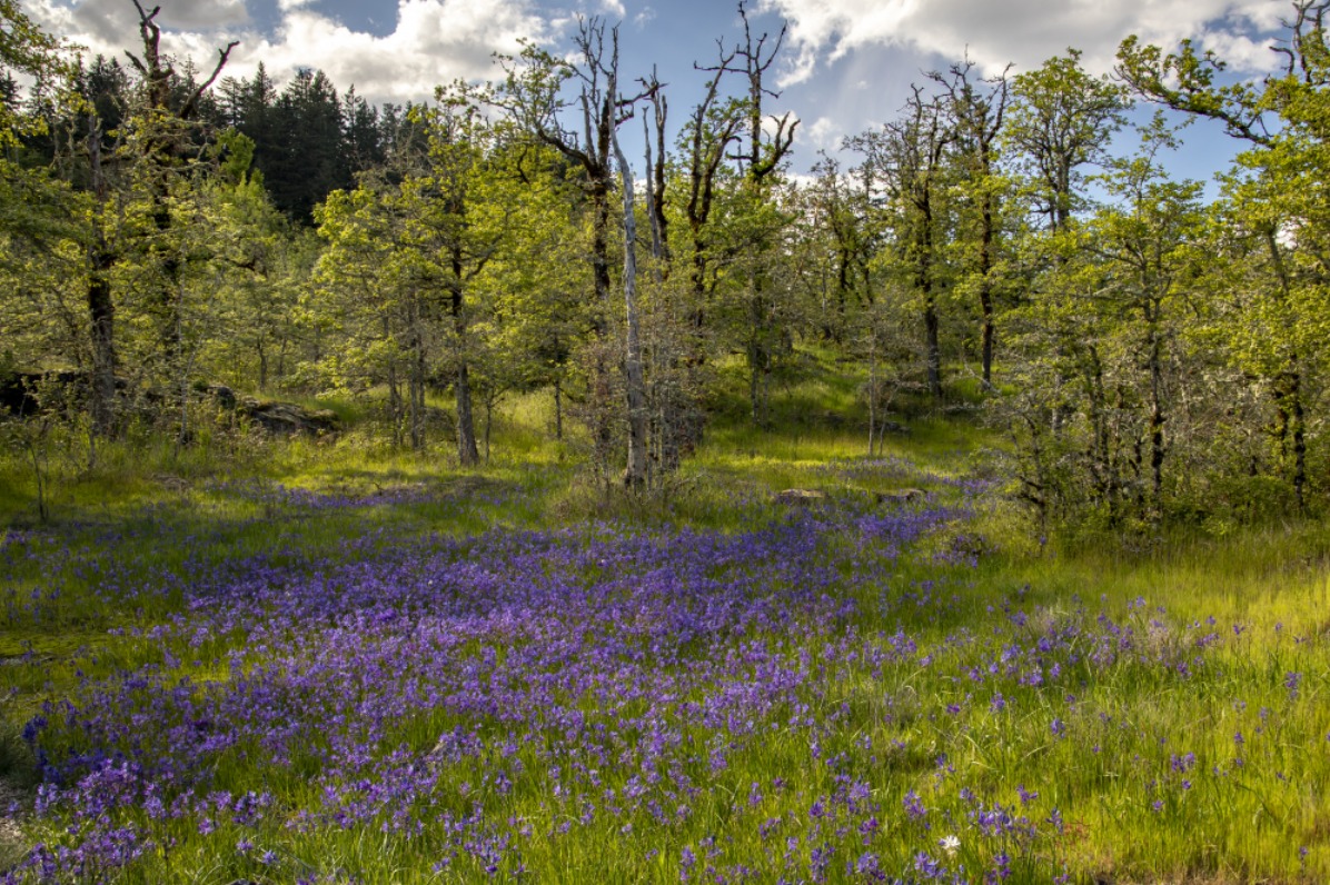 Camas lilies blooming in a meadow at Camassa Nature Preserve in West Linn