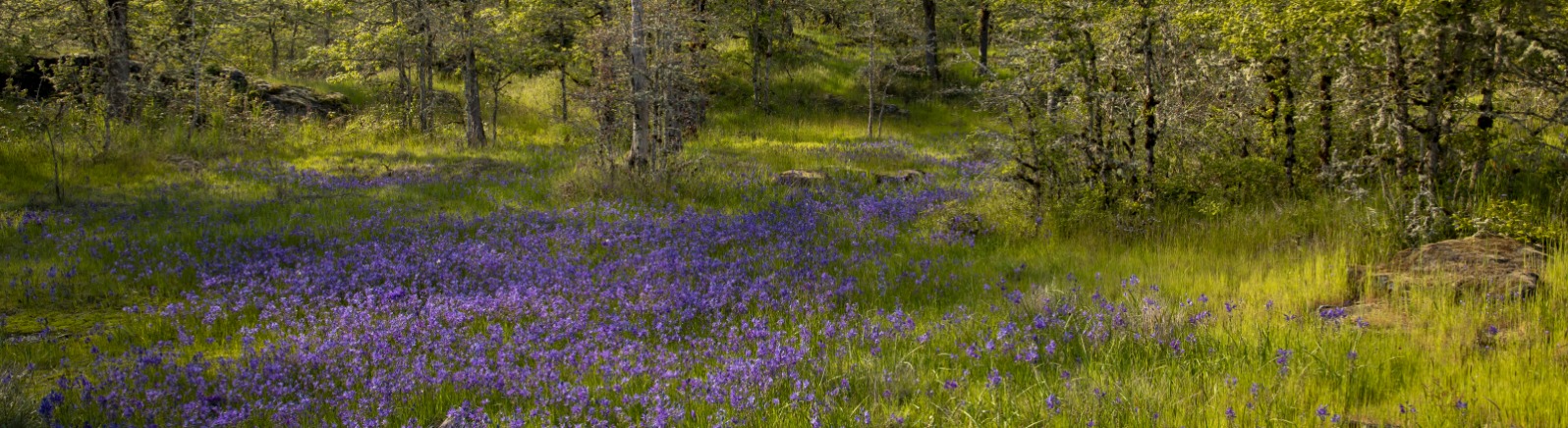 Camas lilies blooming in a meadow at Camassa Nature Preserve in West Linn