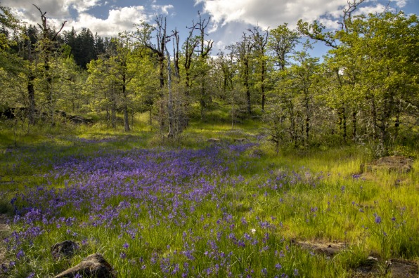 Camas lilies blooming in a meadow at Camassa Nature Preserve in West Linn