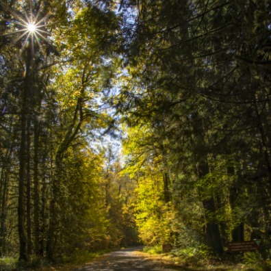 Sun peeks through fall colors road at Wildwood Recreation Site