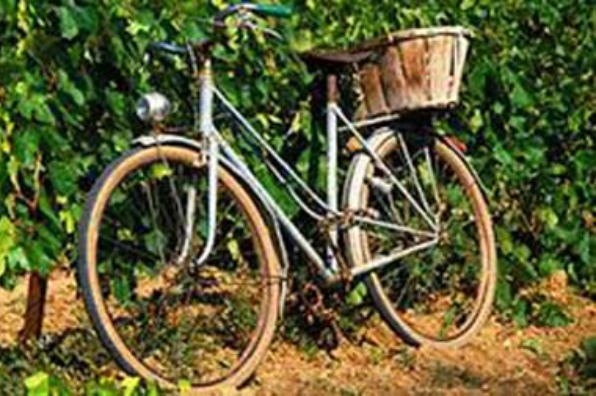 Bicycle leaning against grape vines - St. Josef's Winery