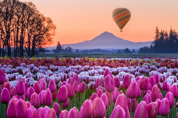 Tulip field with hot air balloon in distance 