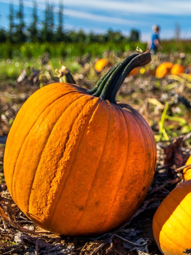 pumpkins sit in a field at Liepold Farms