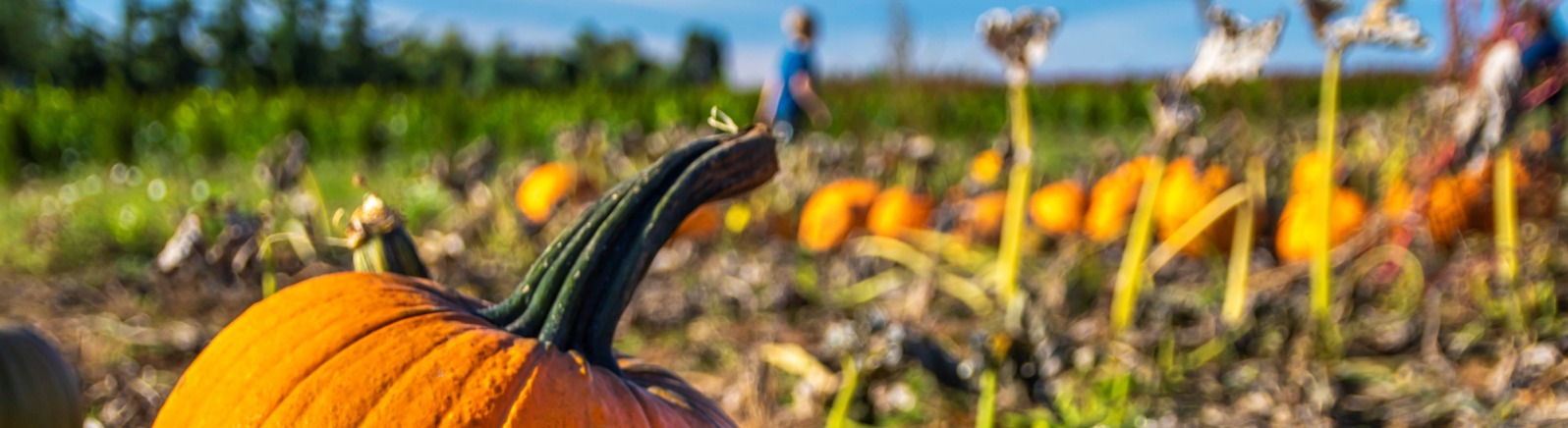 pumpkins sit in a field at Liepold Farms