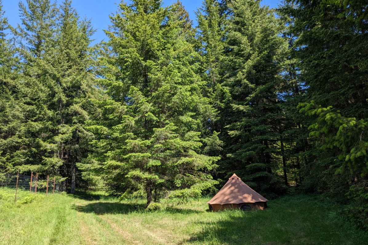 A brown bell tent sits in a grassy meadow surrounded by tall fir trees. 