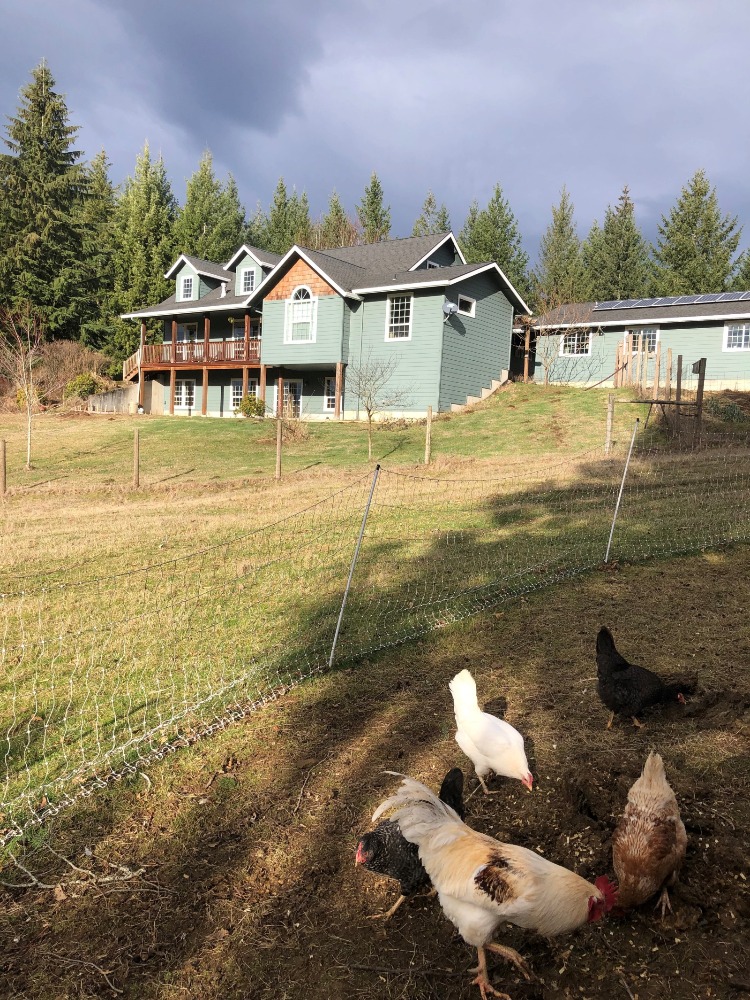 Chickens peck the ground outside a green farm home. 