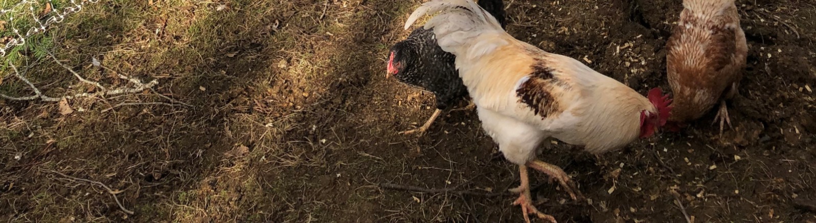 Chickens peck the ground outside a green farm home. 