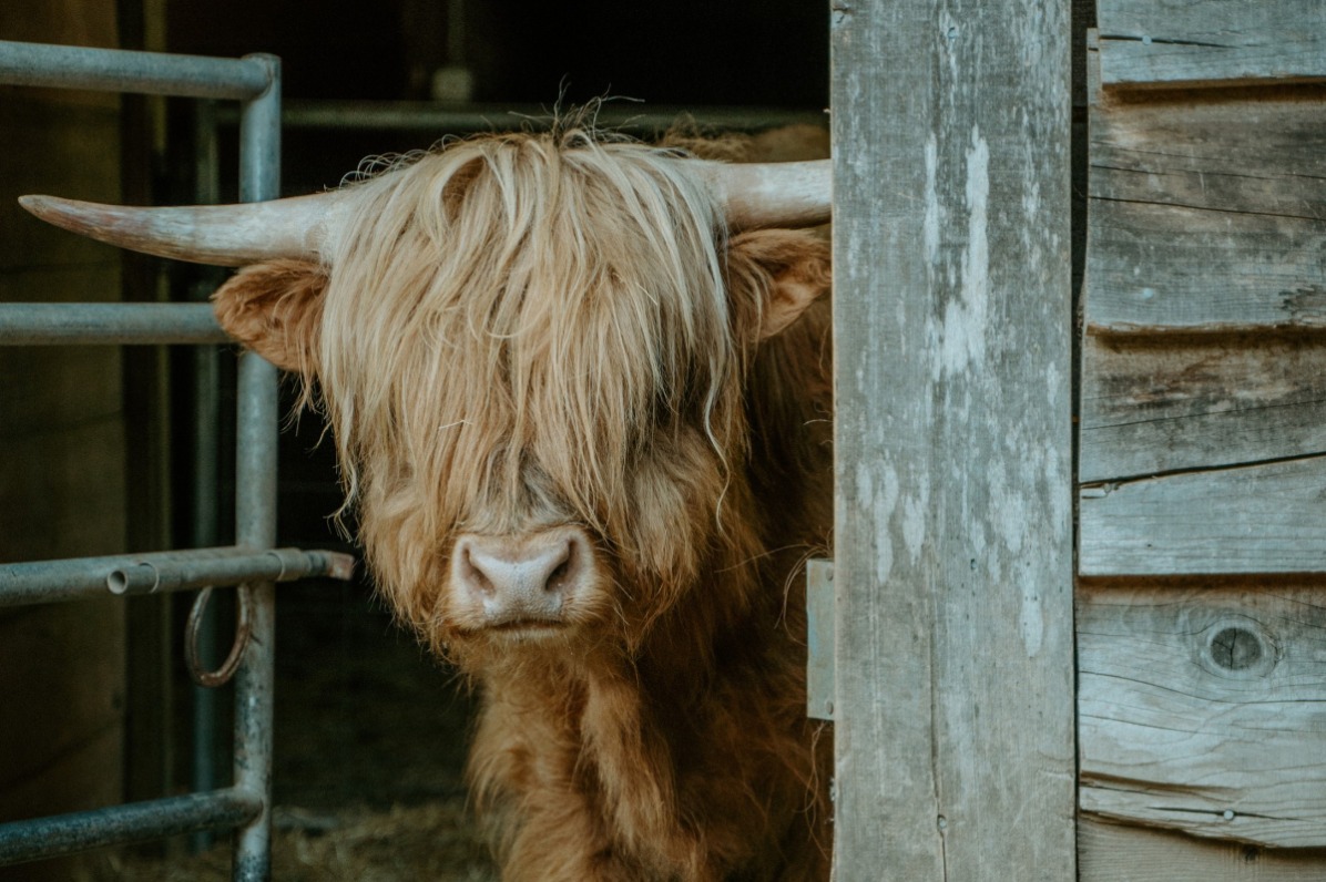 Highland Cow with hair covering it's forehead peers around a barn door