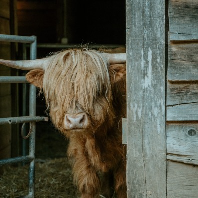 Highland Cow with hair covering it's forehead peers around a barn door