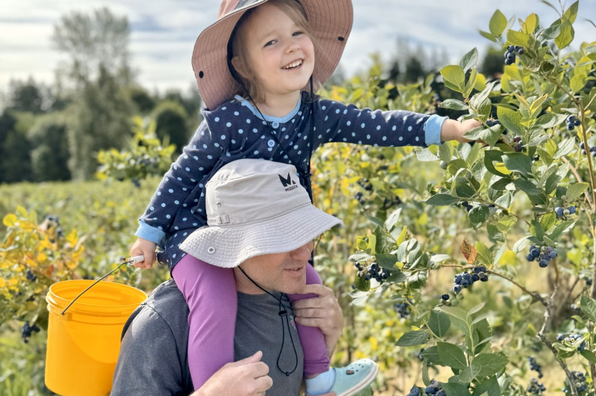 A child sits holding a yellow bucket picks blueberries while sitting on an adult's shoulders.
