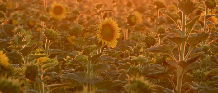 The sun sets over a sunflower field