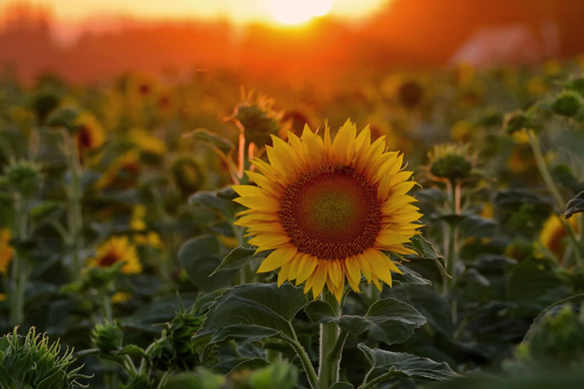 Close up of a sunflower in a field