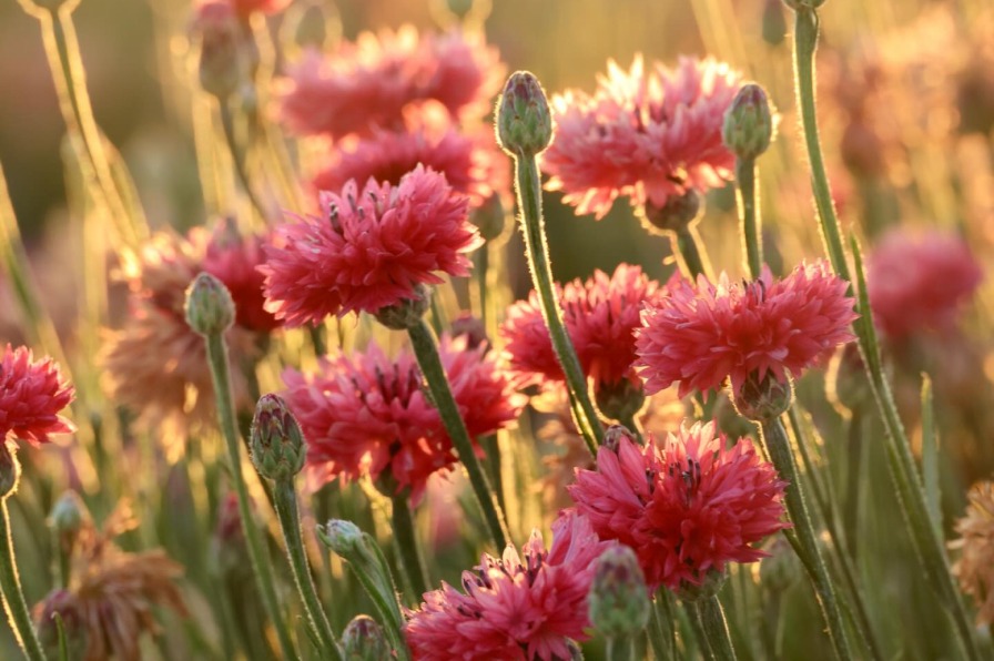 Small pink flowers are backlit by golden sunshine.