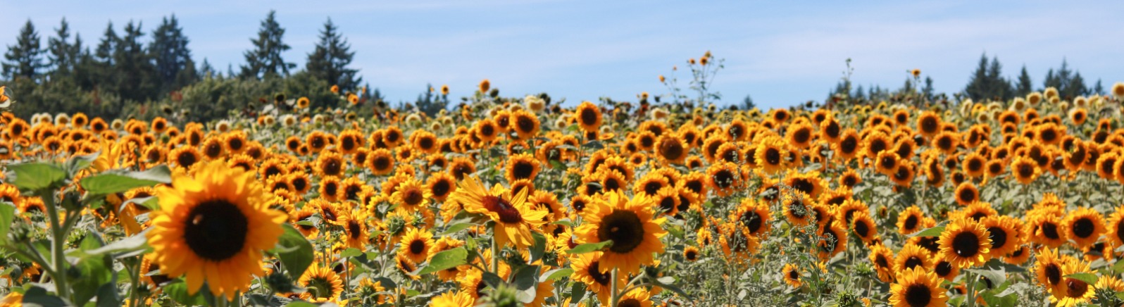 a field of sunflowers against a bright blue sky