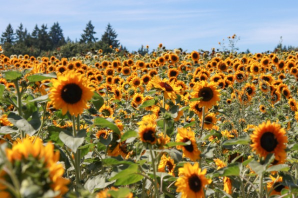 a field of sunflowers against a bright blue sky