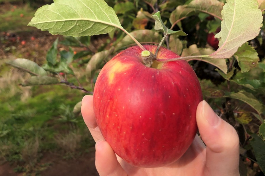 Hand holding a red apple with orchard in background