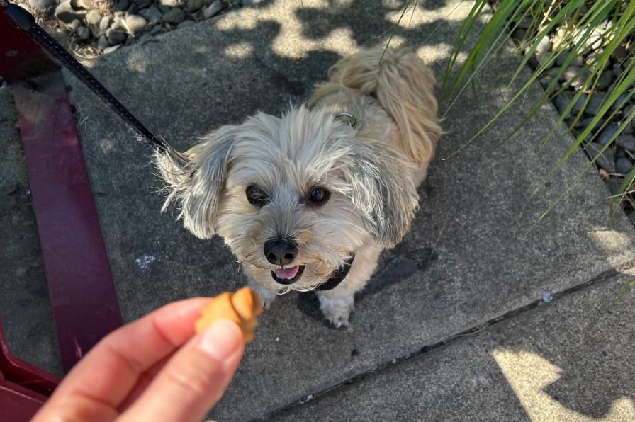 White dog is ready to eat a doggie treat in the shape of a mini croissant