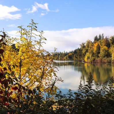 View of a water reflecting yellow trees in the fall.