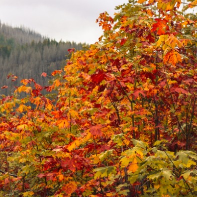 Orange leaves with misty evergreens and burn scars in background