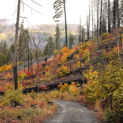 Fall foliage surrounding a road with misty evergreens and burn scars in background