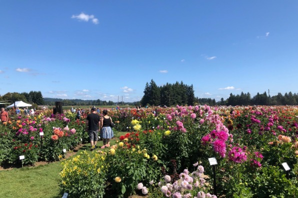 Visitors wander between rows of Dahlias on a bright sunny day at Swan Island Dahlia Festival 