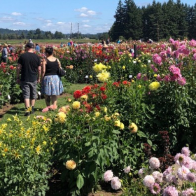 Visitors wander between rows of Dahlias on a bright sunny day at Swan Island Dahlia Festival 